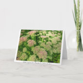 Sedum Herbstfreude Karte (Rückseite)