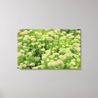 Sedum (Herbstfreude) Leinwanddruck