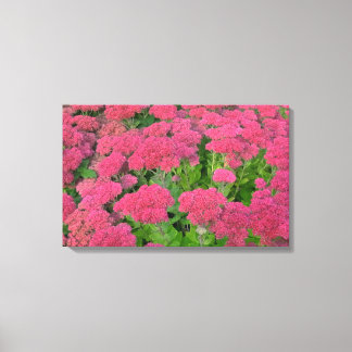 Sedum Herbstfreude Leinwanddruck