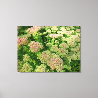 Sedum Herbstfreude Leinwanddruck