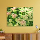 Sedum Herbstfreude Leinwanddruck (Insitu (Wohnzimmer))