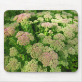 Sedum "Herbstfreude" Mousepad (Vorne)