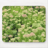 Sedum "Herbstfreude" Mousepad (Vorne)