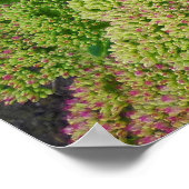 Sedum Herbstfreude Poster (Ecke)