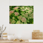 Sedum Herbstfreude Poster (Küche)