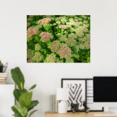 Sedum Herbstfreude Poster (Heimbüro)