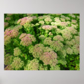 Sedum Herbstfreude Poster (Vorne)