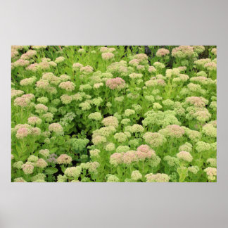 Sedum Herbstfreude Poster