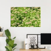 Sedum Herbstfreude Poster (Heimbüro)