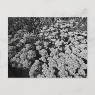 Sedum Herbstfreude Postkarte