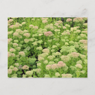 Sedum Herbstfreude Postkarte