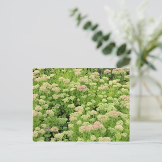 Sedum Herbstfreude Postkarte (Stehend Vorderseite)