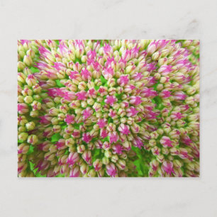 Sedum Herbstfreude Postkarte