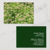 Sedum (Herbstfreude) Visitenkarte (Vorne/Hinten)