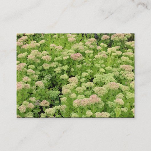 Sedum (Herbstfreude) Visitenkarte (Vorderseite)