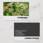 Sedum "Herbstfreude" Visitenkarte (Vorne/Hinten)