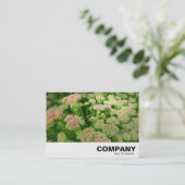 Sedum "Herbstfreude" Visitenkarte (Stehend Vorderseite)