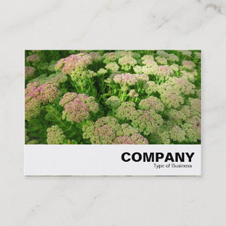 Sedum "Herbstfreude" Visitenkarte