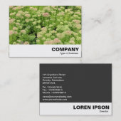 Sedum (Herbstfreude) Visitenkarte (Vorne/Hinten)