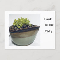 Sedum in einem dreieckigen Pot
