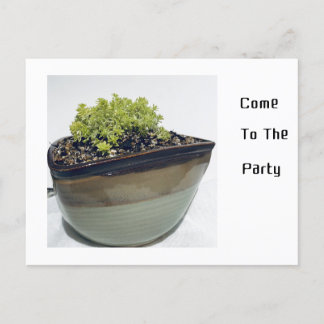 Sedum in einem dreieckigen Pot Einladungspostkarte