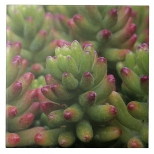 Sedum-Pflanze, Arizona-Sonora Desert Museum, Fliese