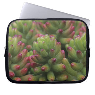 Sedum-Pflanze, Arizona-Sonora Desert Museum, Laptopschutzhülle