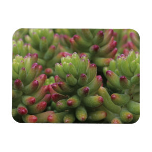 Sedum-Pflanze, Arizona-Sonora Desert Museum, Magnet