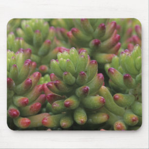 Sedum-Pflanze, Arizona-Sonora Desert Museum, Mousepad