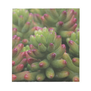 Sedum-Pflanze, Arizona-Sonora Desert Museum, Notizblock