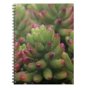 Sedum-Pflanze, Arizona-Sonora Desert Museum, Notizblock