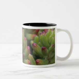 Sedum-Pflanze, Arizona-Sonora Desert Museum, Zweifarbige Tasse