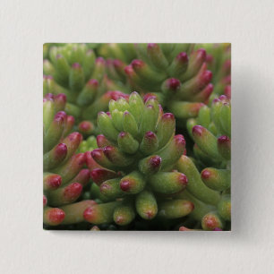 Sedum-Pflanze, Wüstenmuseum Arizona-Sonora, Button