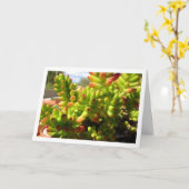 Sedum Rubrotinctum, Pflanze von Gelee-Jelly Karte (Gelbe Blume)