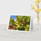 Sedum Rubrotinctum, Pflanze von Gelee-Jelly Karte (Gelbe Blume)