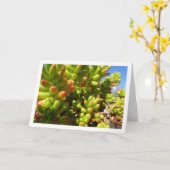 Sedum Rubrotinctum, Pflanze von Gelee-Jelly Karte (Gelbe Blume)