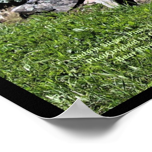 Sedum Silvers Pinks Rock Garden Poster (Ecke)