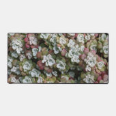 Sedum Spathulifolium Stonecrop Floral Schreibtischunterlage (Vorderseite)