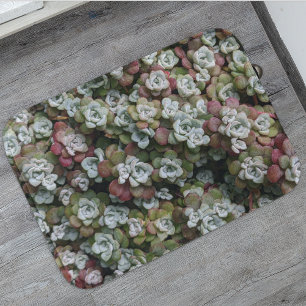 Sedum Spathulifolium Succules floral Badematte