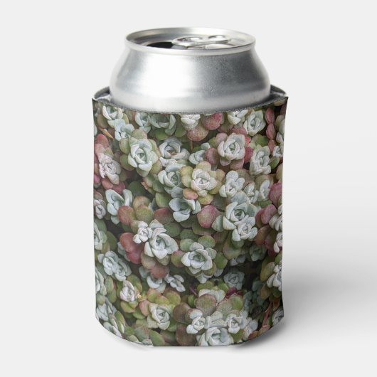 Sedum Spathulifolium Succules floral Dosenkühler (Kanne Vorderseite)