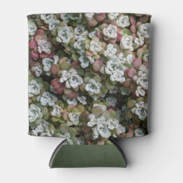 Sedum Spathulifolium Succules floral Dosenkühler