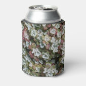 Sedum Spathulifolium Succules floral Dosenkühler (Kanne Rückseite)