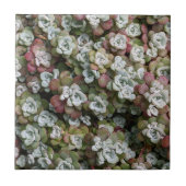 Sedum Spathulifolium Succules floral Fliese (Vorderseite)