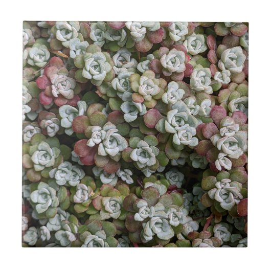 Sedum Spathulifolium Succules floral Fliese (Vorderseite)