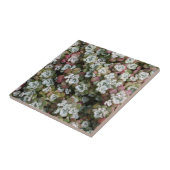 Sedum Spathulifolium Succules floral Fliese (Seite)