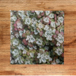 Sedum Spathulifolium Succules floral Fliese<br><div class="desc">Für Stonecrop-Fans! Keramik Kachel,  die ein Foto von den winzigen sukkulenten Pflanze von Sedum spathulifolium zeigt. Ein schönes,  blumengeschmücktes Design! Wählen Sie Ihre Kachelgröße aus. Macht eine hübsche Küche trivet!</div>