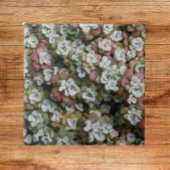 Sedum Spathulifolium Succules floral Fliese