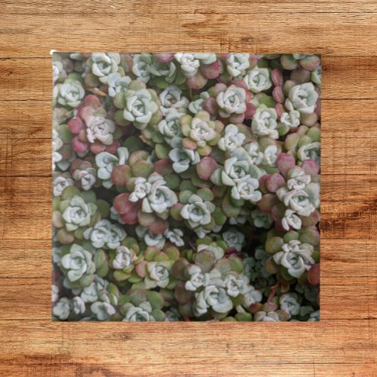 Sedum Spathulifolium Succules floral Fliese