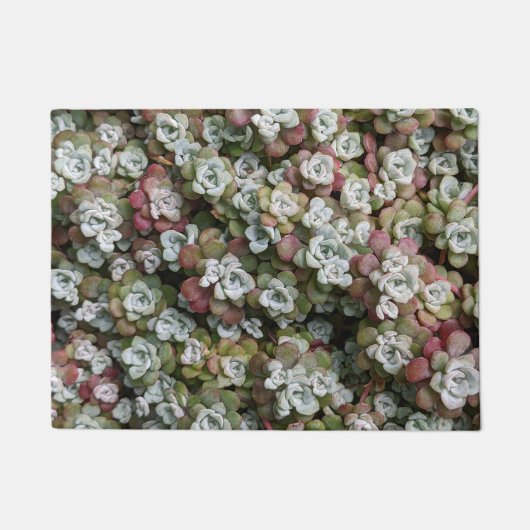 Sedum Spathulifolium Succules floral Fußmatte (Vorderseite)