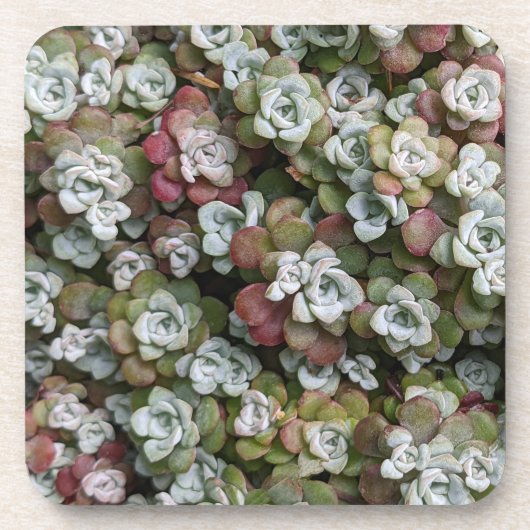 Sedum Spathulifolium Succules floral Getränkeuntersetzer (Vorderseite)